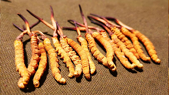 冬蟲夏草泡水：每次放多少水才合適？