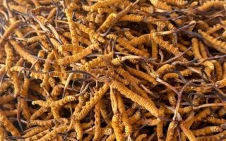 冬蟲夏草專業(yè)存放指南：這樣存，品質(zhì)不打折