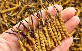 冬蟲夏草專家詳解：不同形態(tài)蟲草的保存方法與時限，避免營養(yǎng)白白流失