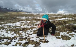 冬蟲夏草專家解讀：哪里的冬蟲夏草品質(zhì)最優(yōu)？