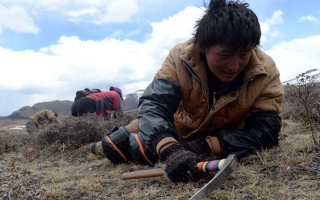 那曲挖草人阿旺的蟲草采摘時間表：跟著草原節(jié)氣走，不錯過每根好蟲草
