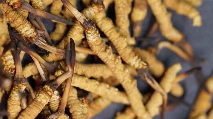 野生<a href=http://www.zhylvs.com/jiage/ target=_blank class=infotextkey>冬蟲夏草多少錢</a>一斤 