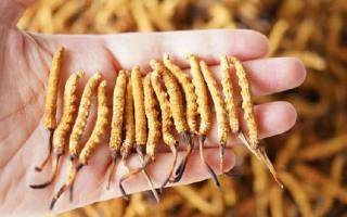 為啥說頭期冬蟲夏草品質(zhì)最好？掰開揉碎給你講