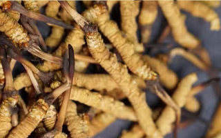 野生冬蟲夏草多少錢一斤？2025 年市場(chǎng)行情全解析