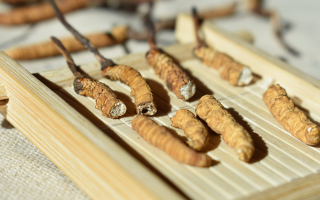 斷的冬蟲(chóng)夏草一克啥價(jià)？2025 年實(shí)用行情嘮明白