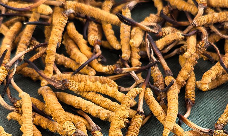 燉了二十年蟲(chóng)草湯，這口感我太熟了，跟你細(xì)細(xì)說(shuō)