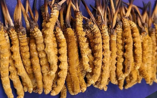 挖了三十年蟲草，這些采摘的苦，沒經(jīng)歷過的人真不懂