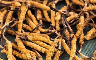 燉了二十年蟲草湯，這口感我太熟了，跟你細(xì)細(xì)說