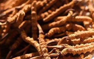 冬蟲夏草采后保存指南：鎖住營養(yǎng)，延長鮮度?