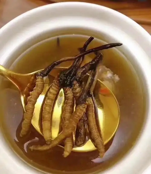 冰糖燉冬蟲夏草的做法，有什么功效?