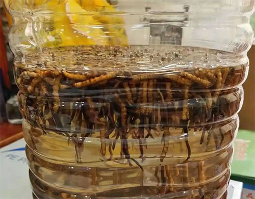 東強(qiáng)堂冬蟲(chóng)夏草可以用來(lái)泡酒 滋補(bǔ)效果真的好