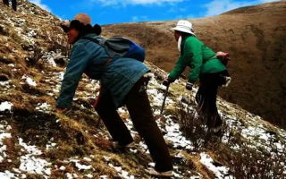  人工培育的冬蟲夏草和野生冬蟲夏草有什么區(qū)別？