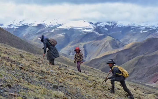 冬蟲夏草的采挖與收購需要資質(zhì) 實行嚴(yán)格許可與備案制
