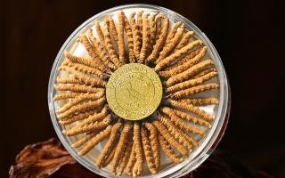 怎么分辨冬蟲夏草的好壞 客戶鑒別指南