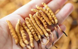 東強(qiáng)堂科普：3克冬蟲夏草是幾根？那曲源頭品牌教你精準(zhǔn)換算