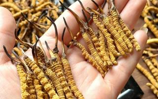 東強堂科普：雪山冬蟲夏草無“葉”！那曲珍品的草頭形態(tài)藏著品質(zhì)密碼