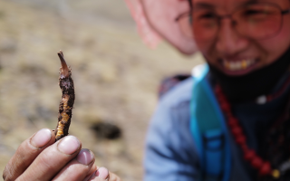  冬蟲夏草的產(chǎn)地溯源方法有哪些？