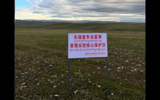 高原之上，蟲草共生；守護生態(tài)，東強堂與你同行