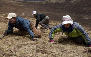 采挖冬蟲夏草危險嗎？安全嗎？