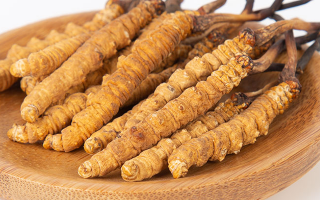  人工培育冬蟲夏草的市場前景如何？