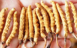 四歲寶寶能吃冬蟲夏草嗎？藏農(nóng)神草：科學(xué)滋養(yǎng)，守護(hù)孩童成長元?dú)?> </div>
            <div   id=