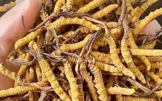 權(quán)威指南：熬一鍋湯放幾根冬蟲(chóng)夏草？藏域珍饈的科學(xué)用量標(biāo)準(zhǔn)