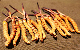 權(quán)威解讀：冬蟲夏草燉雞湯，藏域滋養(yǎng)與家常美味的雙向奔赴