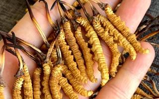 權(quán)威解答：冬蟲(chóng)夏草可以放水燉嗎？藏域珍饈的科學(xué)燉煮指南