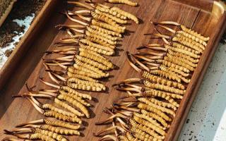 冬蟲夏草現(xiàn)在不值錢了嗎？2026年市場(chǎng)真相揭秘