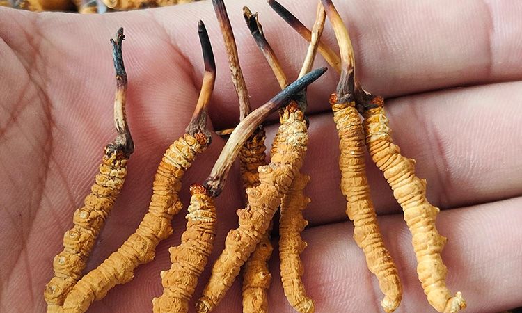 冬蟲(chóng)夏草正確保存方法 