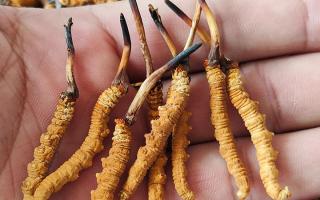 冬蟲夏草正確保存方法，西藏那曲蟲草網(wǎng)教你鎖住雪域滋養(yǎng)不流失