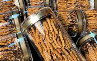 揭秘適合冬蟲夏草生長(zhǎng)的環(huán)境，西藏那曲蟲草網(wǎng)解讀雪域孕育密碼