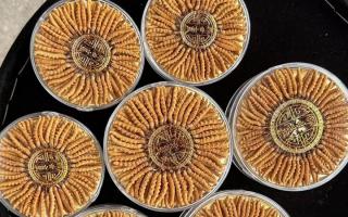 正宗那曲冬蟲夏草其實很便宜，打破高價迷局，回歸價值本質(zhì)