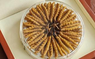 冬蟲(chóng)夏草不養(yǎng)生會(huì)怎么樣？正視滋養(yǎng)價(jià)值，規(guī)避認(rèn)知誤區(qū)