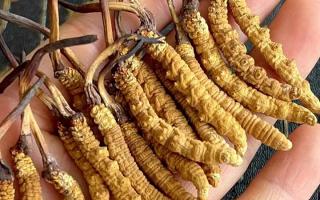 藏紅花和冬蟲夏草哪個貴？揭秘2026年最新價格真相