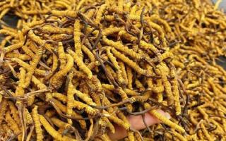 西藏那曲蟲(chóng)草網(wǎng)｜一克冬蟲(chóng)夏草煲多少水合適？行業(yè)權(quán)威指南來(lái)了