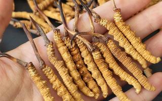 西藏那曲蟲草網(wǎng)詳解：哪些地方能長冬蟲夏草？核心產(chǎn)區(qū)全解析