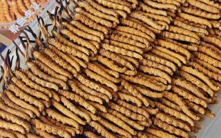 寶寶可以服用冬蟲(chóng)夏草嗎？權(quán)威指南，科學(xué)滋補(bǔ)不踩坑