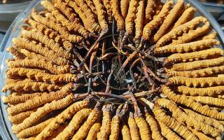 新鮮那曲冬蟲(chóng)夏草煮湯做法，鎖鮮留養(yǎng)，鮮燉出雪域本味