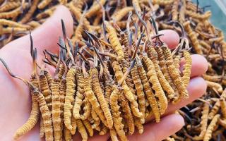 35元一根的冬蟲夏草能買嗎？——揭秘低價(jià)蟲草真相