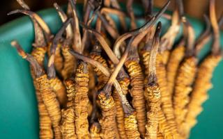 900根一斤的冬蟲夏草價(jià)格多少？西藏那曲蟲草網(wǎng)揭秘2026年最新行情及選購(gòu)指南