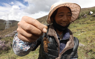 西藏哪個地區(qū)冬蟲夏草好？那曲蟲草穩(wěn)居品質(zhì)之巔