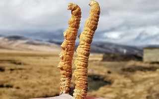 西寧冬蟲夏草市場在哪？那曲行業(yè)平臺詳解核心交易市場