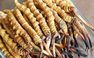 慧眼辨真?zhèn)?，藏珍不踩坑——西藏那曲蟲草行業(yè)網(wǎng)教你分辨冬蟲夏草真假