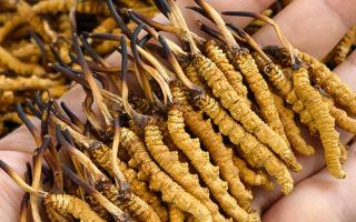 蟲草12根1克多少錢一斤？2026年那曲正宗蟲草價(jià)格詳解