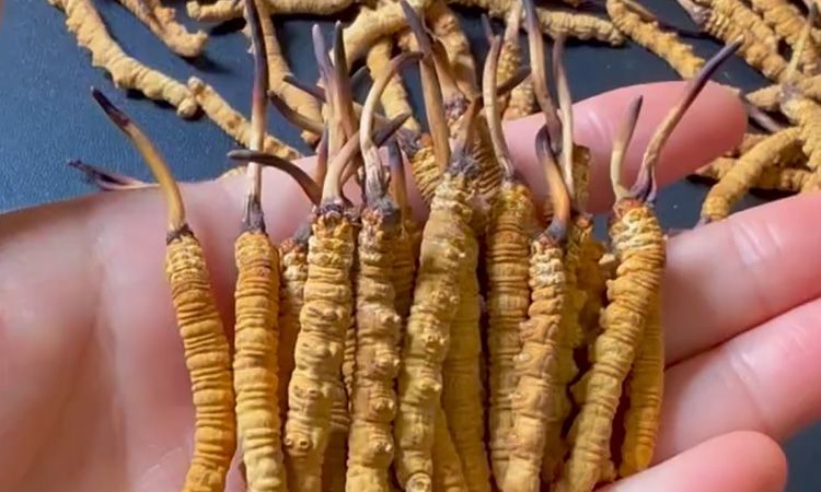 冬蟲(chóng)夏草正品怎樣辨別