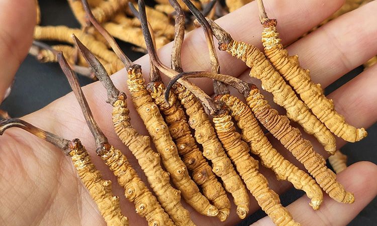 <a href=http://www.zhylvs.com/s/cczjjd target=_blank class=infotextkey>冬蟲夏草真假鑒定</a>