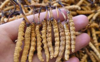 冬蟲夏草主要產(chǎn)地詳解：那曲雪域，蟲草的黃金搖籃