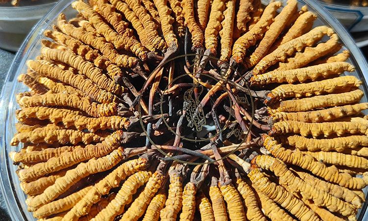 冬蟲(chóng)夏草保存盒能放多久