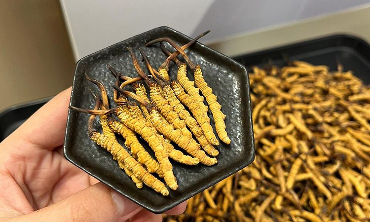 冬蟲夏草燉多少時(shí)間合適